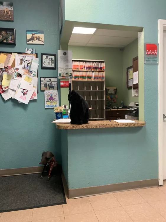 Animal Emergency Clinic of South Florida, Florida, Miami